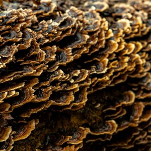 Baumpilz...... Christoph Möllers
